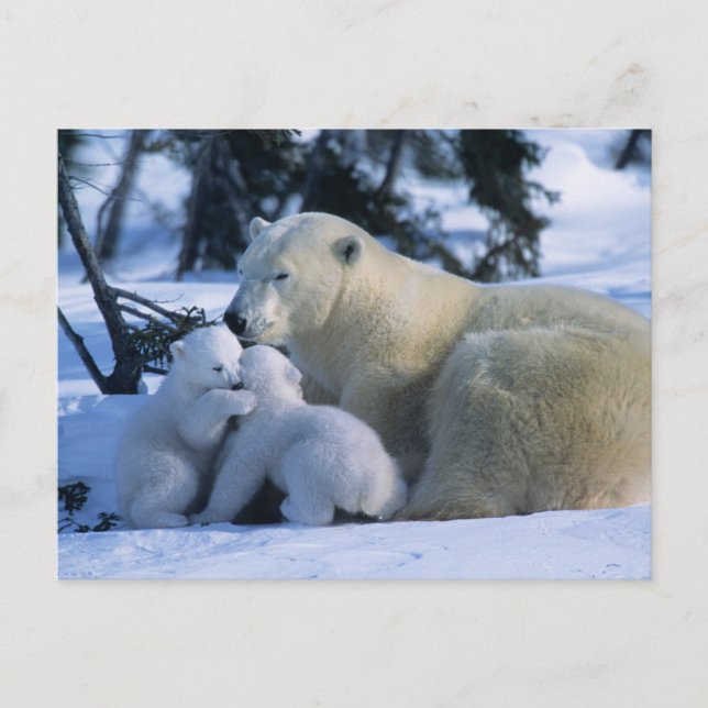Postal Osa polar hembra acostada con 2 cachorros (Anverso)
