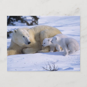 Postal Osa polar hembra acostada con 2 crías