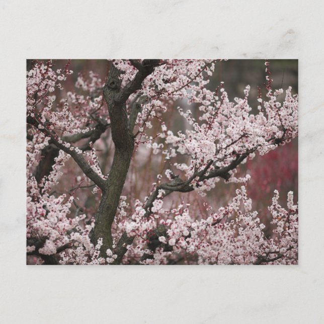 Postal Osaka, Japón (Anverso)