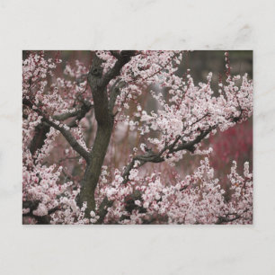 Postal Osaka, Japón