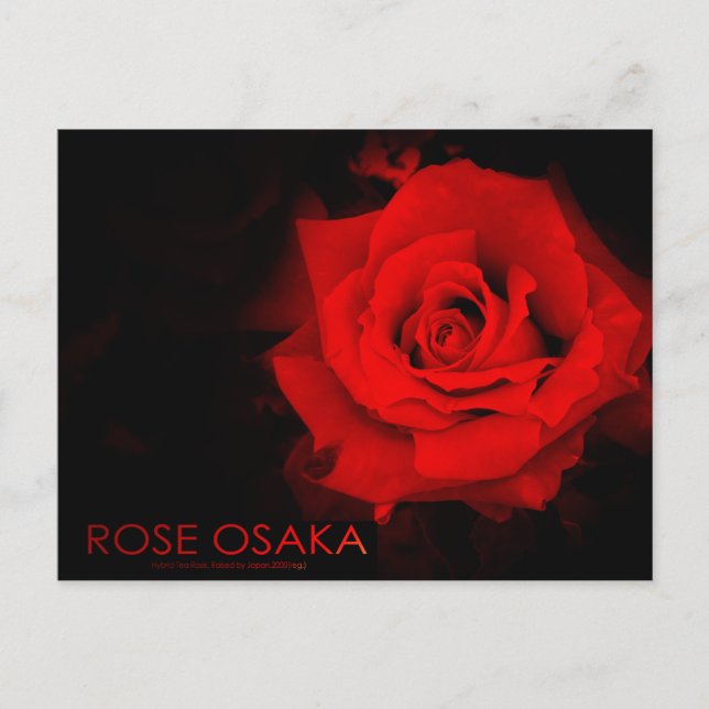 Postal Osaka Rosa:Postcard (Anverso)