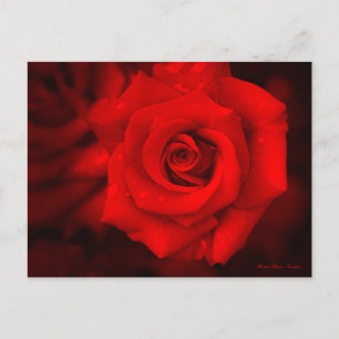 Postal Osaka Rosa:Postcard