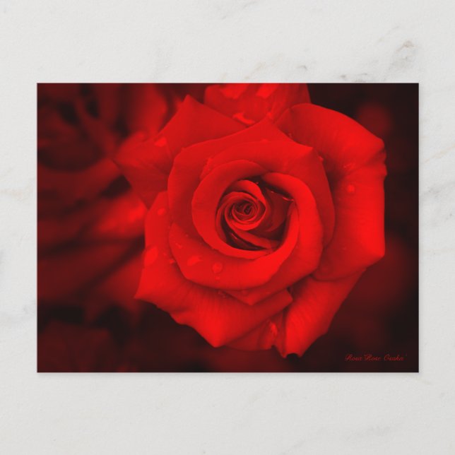 Postal Osaka Rosa:Postcard (Anverso)