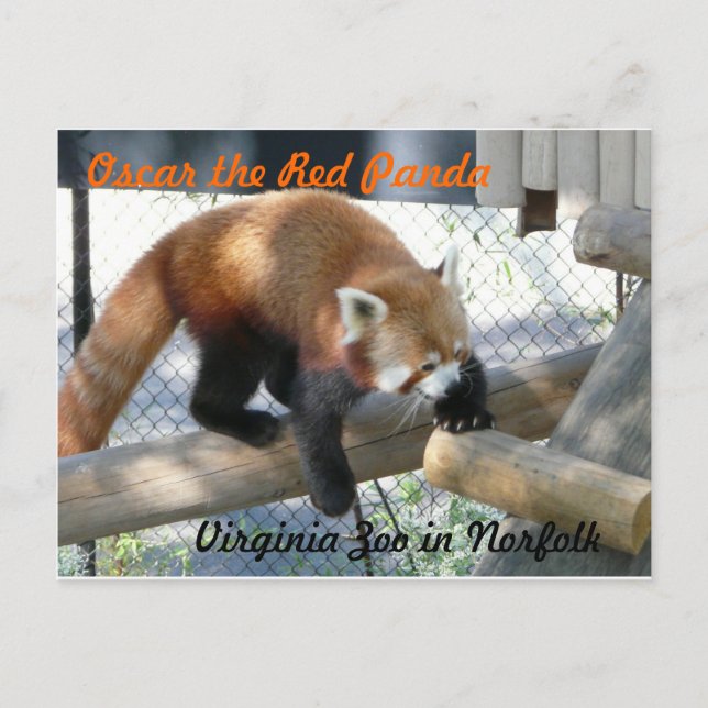 Postal Oscar el Panda Rojo en el Zoológico de Norfolk (Anverso)