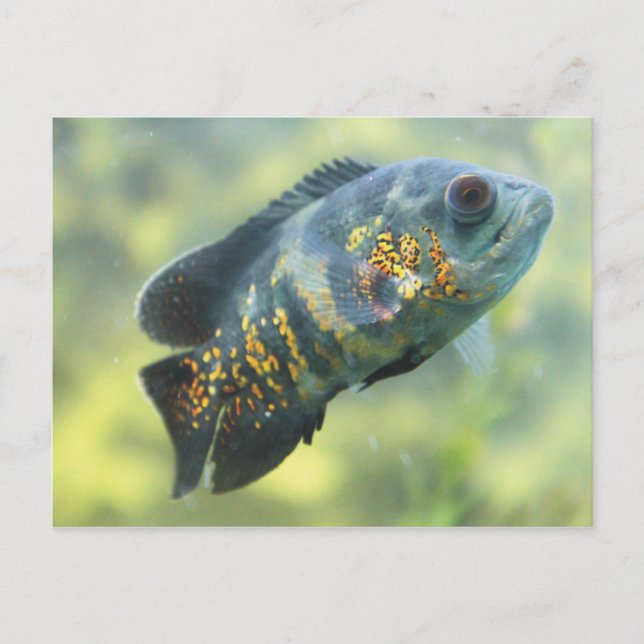 Postal Oscar Fish (Anverso)