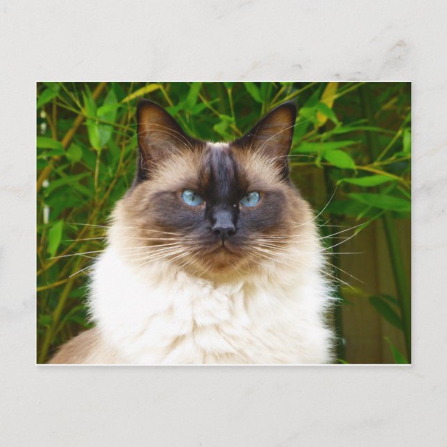 Postal Óscar guapo (Anverso)