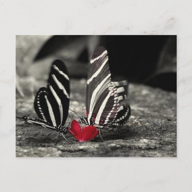 Postal oscilación de contraste (Anverso)