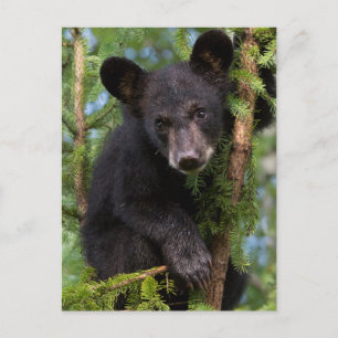 Postal Osezno de oso negro jugando en árboles