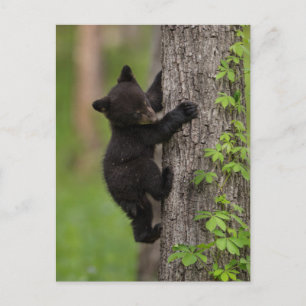 Postal Osezno de oso negro subiendo a un árbol