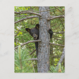 Postal Osezno de oso trepando árbol