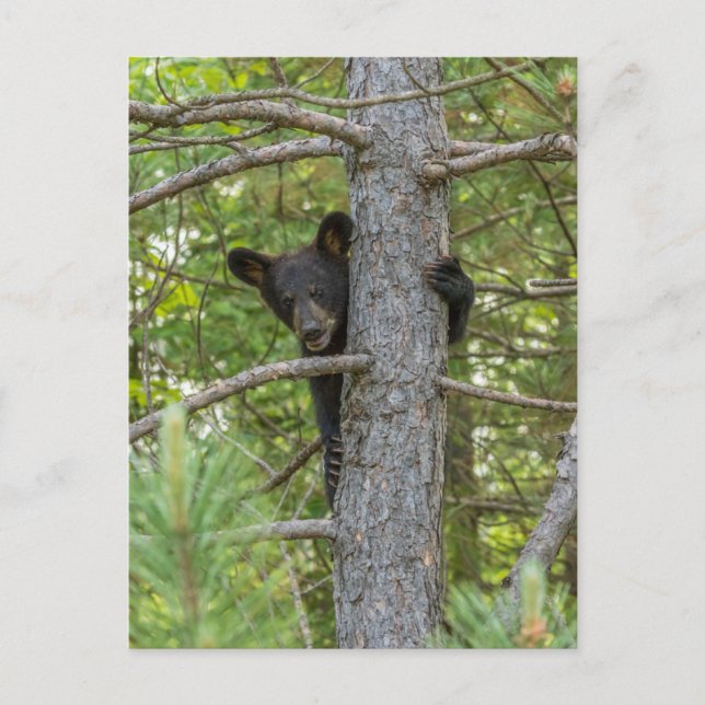 Postal Osezno de oso trepando árbol (Anverso)