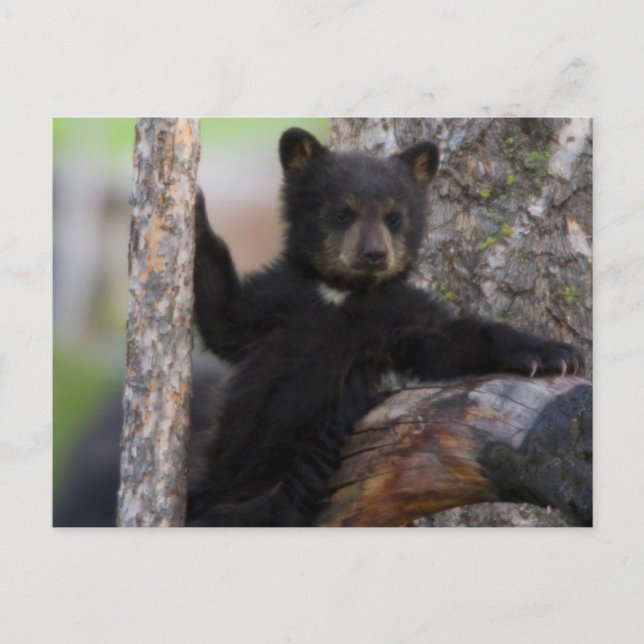 Postal Osezno de osos negros descansando (Anverso)