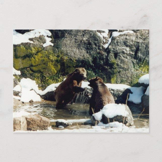 Postal ositos (Anverso)