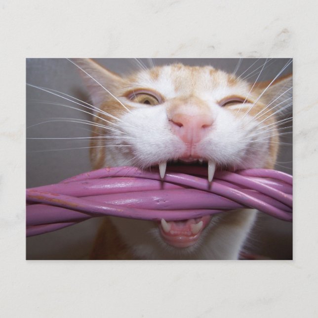 Postal Oso (Anverso)