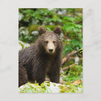 Postal Oso Brown de un año en Eslovenia