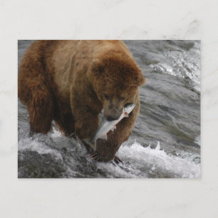 Postal Oso con salmón, Brooks Cae Alaska