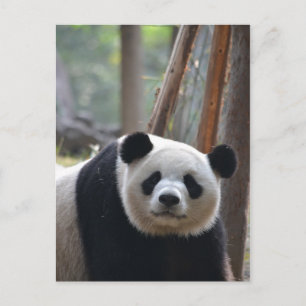 Postal Oso curioso de Panda