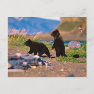 Postal Oso de Brown, arctos del Ursus, península de