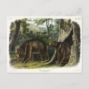 Postal Oso de canela de los cuatripedos de Audubon