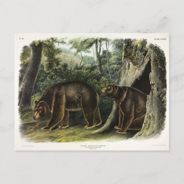 Postal Oso de canela de los cuatripedos de Audubon (Anverso)