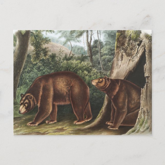 Postal Oso de Cinnamon (Ursus Americanus var. Cinnamonum) (Anverso)
