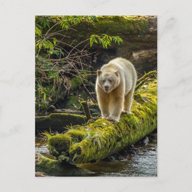 Postal Oso de espíritu blanco | Columbia Británica, Canad (Anverso)