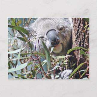 Postal Oso de Koala