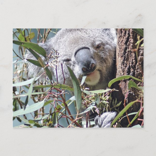 Postal Oso de Koala (Anverso)
