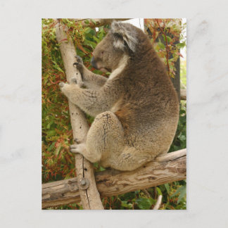 Postal Oso de Koala durmiendo en un árbol
