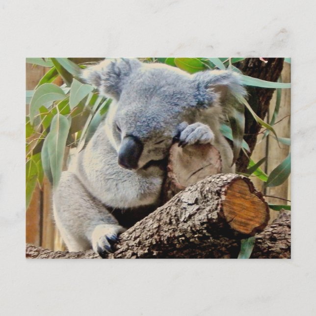 Postal Oso de koala el dormir (Anverso)