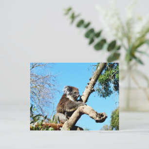 Postal Oso De Koala En Árbol De Pino Antiguo, Postcard