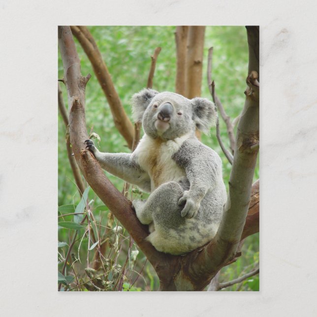 Postal Oso De Koala Sentado En El Árbol En El Zoológico D (Anverso)