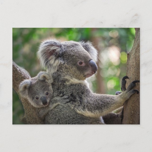 Postal Oso de Koala y animal australiano (Anverso)