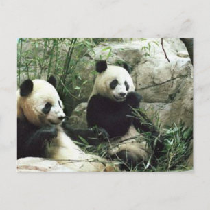 Postal Oso de panda que come y que juega