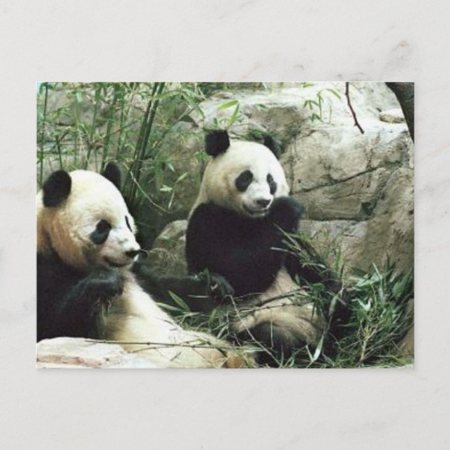 Postal Oso de panda que come y que juega (Anverso)