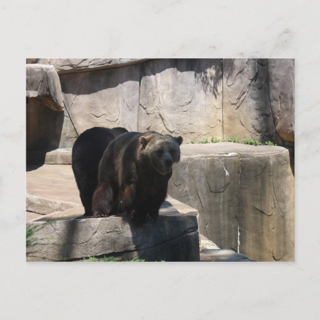 Postal Oso del zoológico de Milwaukee (Anverso)