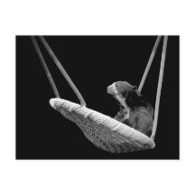 Oso en la flor en blanco y negro