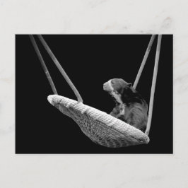 Postal Oso en la flor en blanco y negro