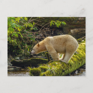 Postal Oso Espíritu Blanco