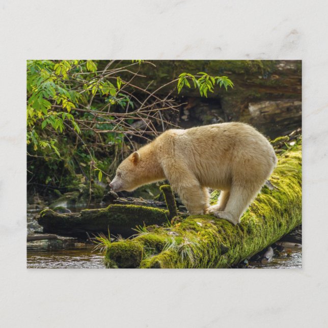 Postal Oso Espíritu Blanco (Anverso)