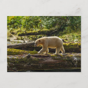 Postal Oso Espíritu Blanco Caza