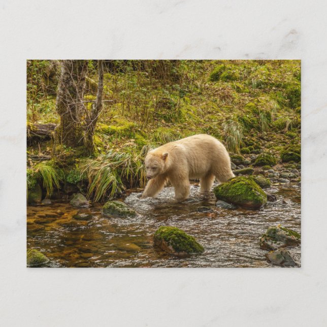 Postal Oso Espíritu Blanco caza peces en el arroyo Riorda (Anverso)