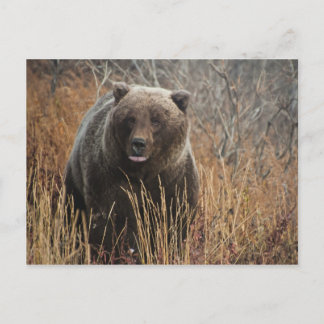 Postal Oso Grizzly con labios de arándano