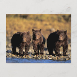 Postal Oso grizzly, oso pardo, crías, Katmai Nacional