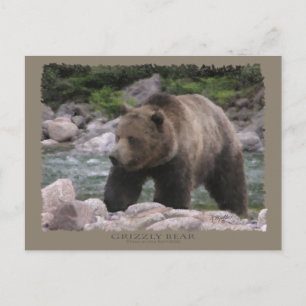 Postal Oso Grizzly - Pasteles