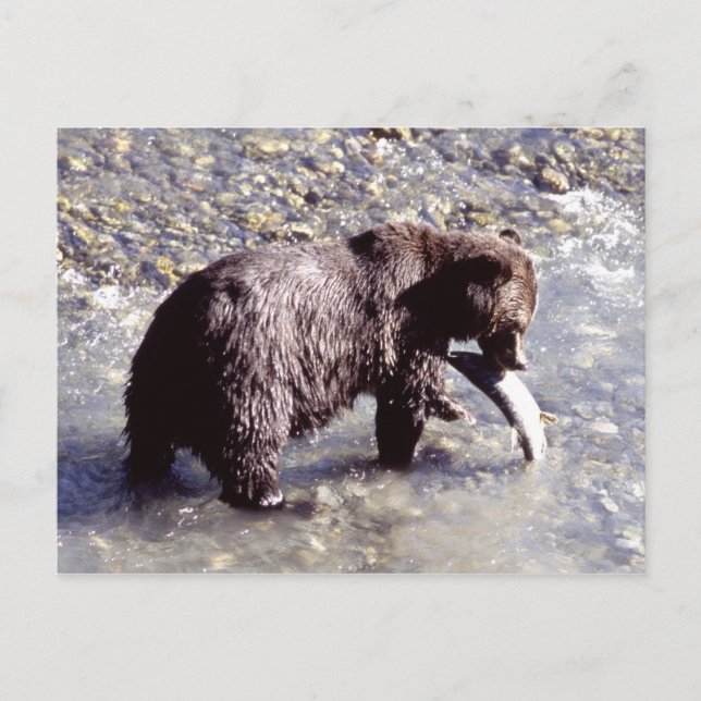 Postal Oso grizzly que coge un pescado en la isla de (Anverso)