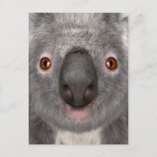 Postal Oso Koala
