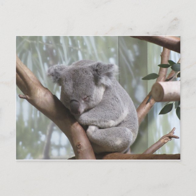 Postal oso koala (Anverso)