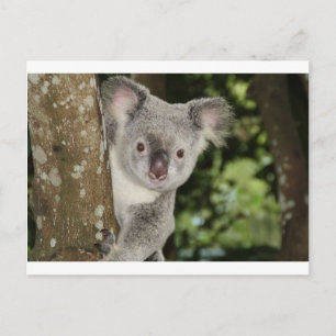 Postal oso koala de Australia animal lindo