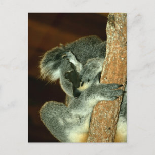 Postal Oso Koala, durmiendo con la pata sobre la cara